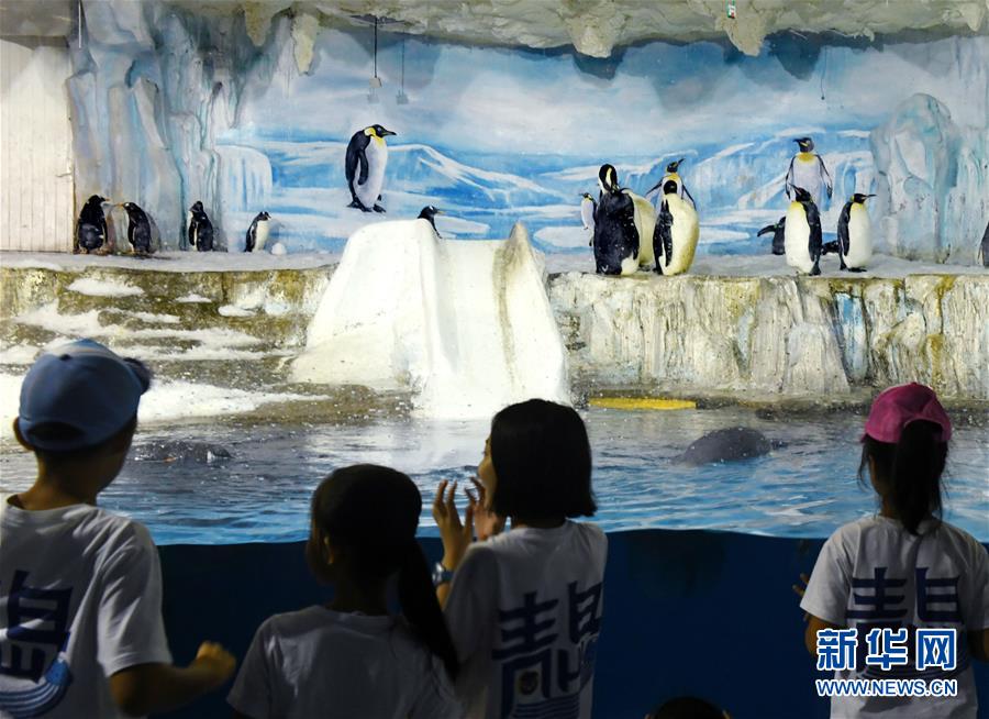 青岛海昌极地海洋公园企鹅学园举行科普公开课