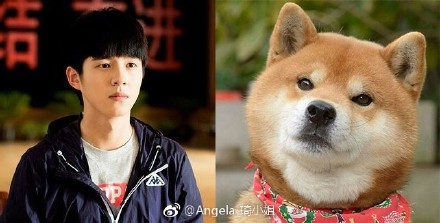 刘昊然撞脸柴犬 表情几乎一模一样