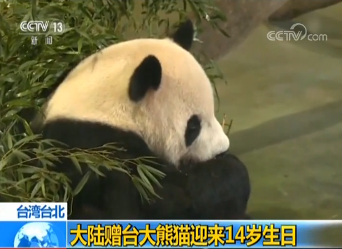 大陆赠台湾大熊猫团团圆圆迎来14岁生日