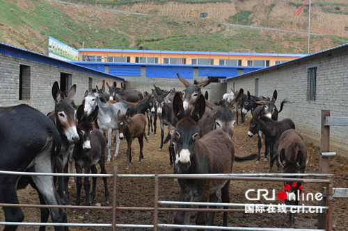 【供稿】【即时新闻】【移动版】【ChinaNews带图列表】【CRI看山西-列表】【三晋大地-大同】大同市天镇县:大力发展规模养殖业富了一方人 【供稿】【即时新闻】【移动版】【ChinaNews带图列表】【CRI看山西-列表】【三晋大地-大同】大同市天镇县:大力发展规模养殖业富了一方人