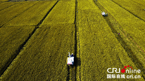 图片默认标题_fororder_美丽的丰收景象1