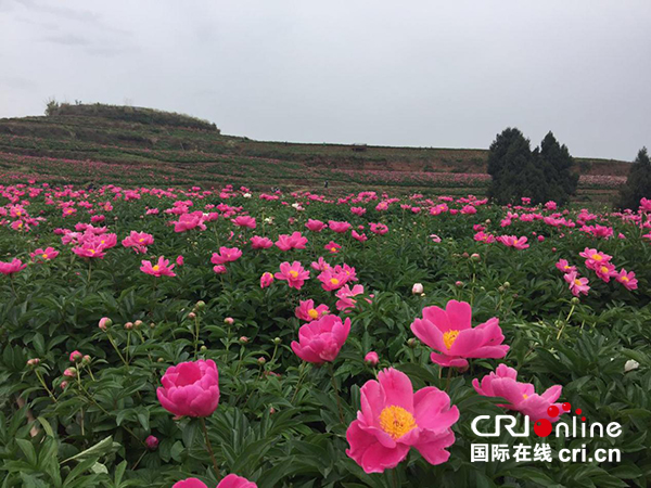 成都金堂广兴芍药绽放爱情花谷喜迎有情人