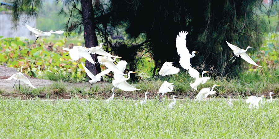 石狮：广袤湿地 鸟类乐园