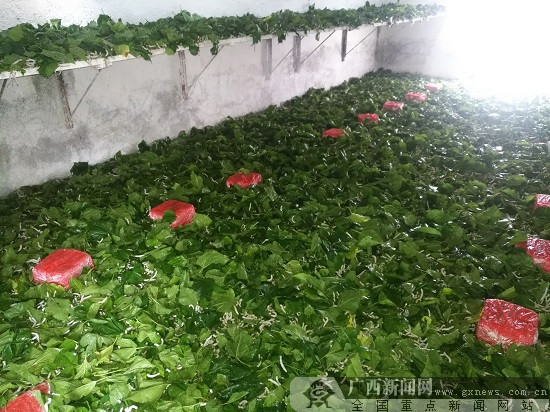 柳州柳南区流山镇发展特色产业 竹鼠桑蚕养殖亮点多