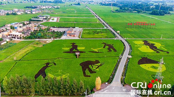 图片默认标题_fororder_崇州优质粮油基地-（崇州市委宣传部-供图）