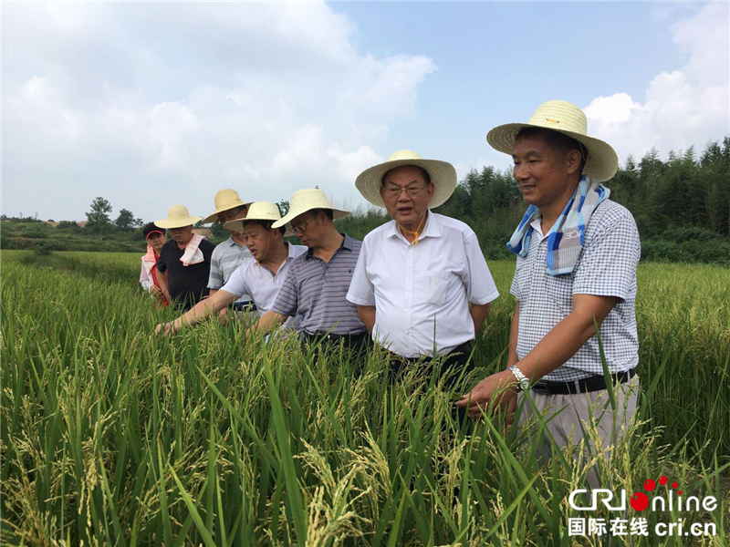 湖北省杂交水稻父、母本同期机直播技术有望结束中国传统制种方式