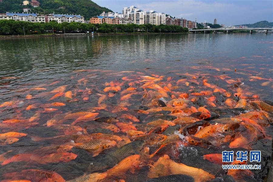 福建福鼎:桐山溪畔人鱼同乐 福建福鼎:桐山溪畔人鱼同乐
