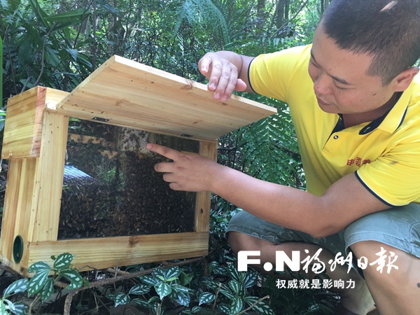 福州：创新养蜂设备 能像养宠物一样养蜂