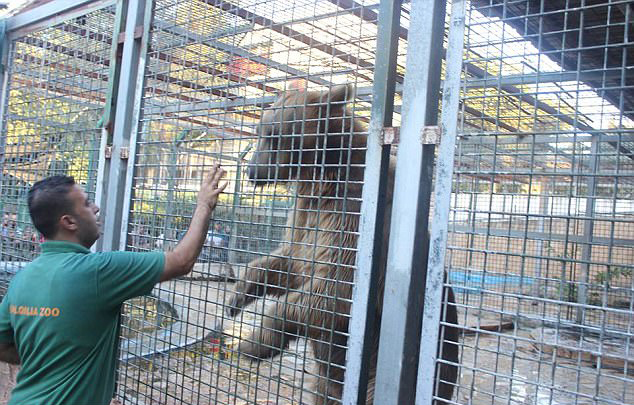 巴勒斯坦9岁男孩动物园喂熊时被咬断胳膊 - 1