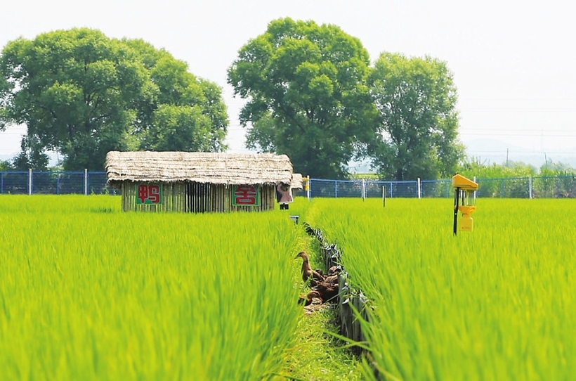 舒兰市打造绿色农业品牌生态富民  带领农民增收致富