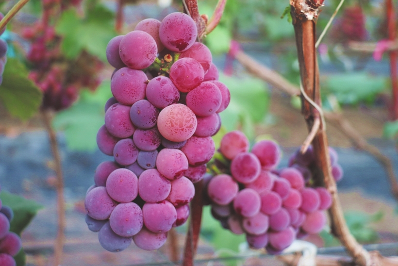 长春:金秋时节赏花采摘正当时 长春:金秋时节赏花采摘正当时