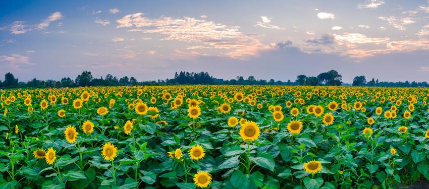 （导航成都，移动端）葵花海、小别墅 新津打造共享农庄推动村社复兴