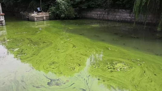 青浦：加强管理 保淀浦河三类正常水质