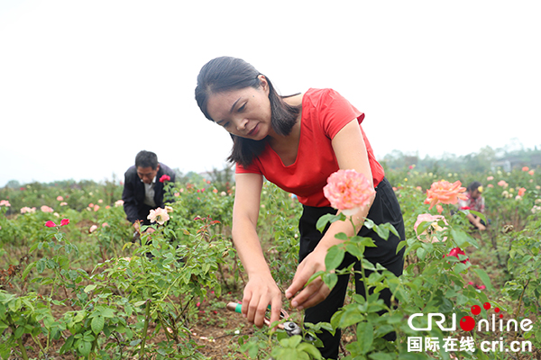 图片默认标题_fororder_匡小莉（红衣者）给玫瑰修枝