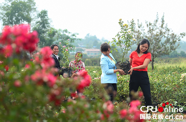 图片默认标题_fororder_匡小莉(红衣者)和村民一起搬运玫瑰花苗