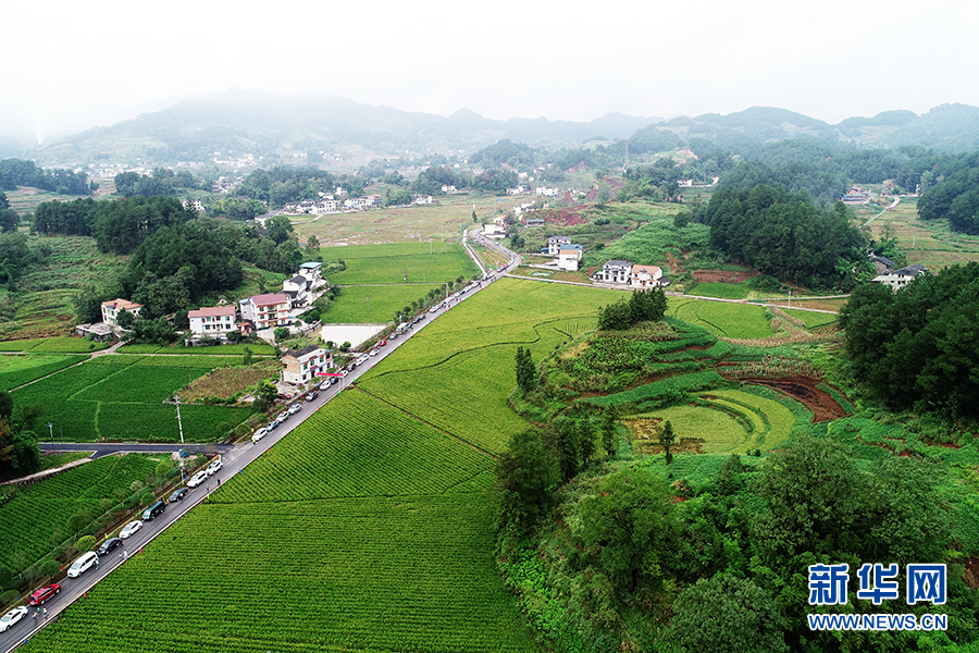 【区县联动】【南川】南川区首届农民丰收节推介“南川米”