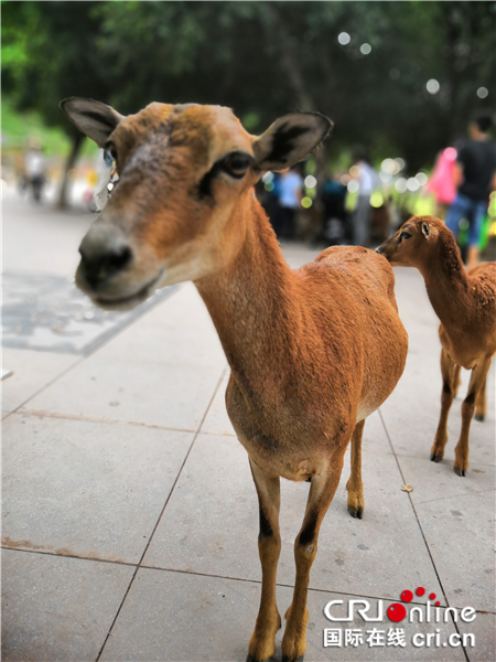 【CRI专稿 列表】全国重点网络媒体行探访重庆永川乐和乐都野生动物世界