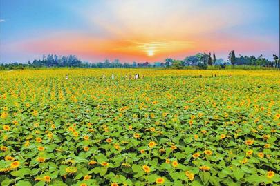 （成都列表，导航成都，移动端）天府农博园 耕一块乡村振兴“试验田”