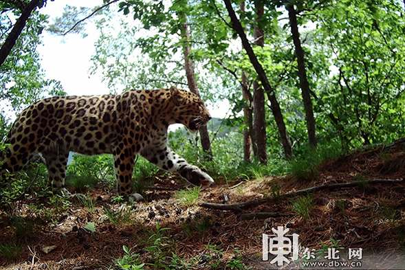 东北虎豹国家公园开展反盗猎技能培训 保护东北虎豹