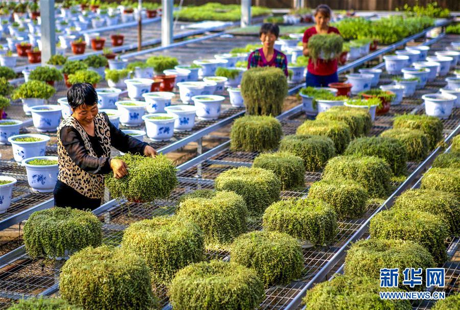 河北饶阳：盆栽植物俏京津