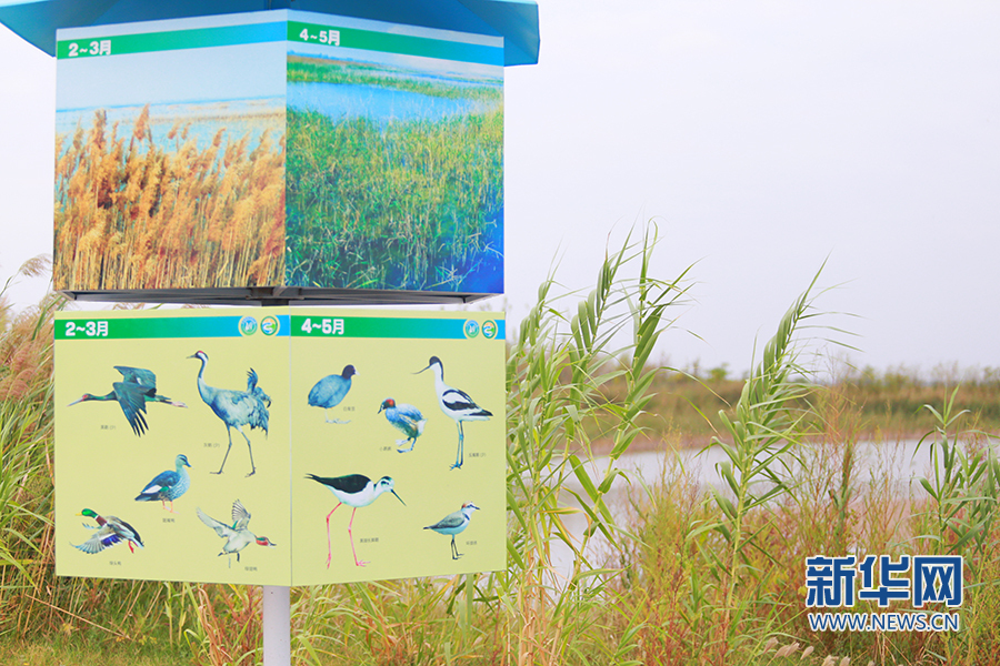 陕西大荔朝邑国际湿地公园“蝶变”：从滩涂一片到芦苇涤荡