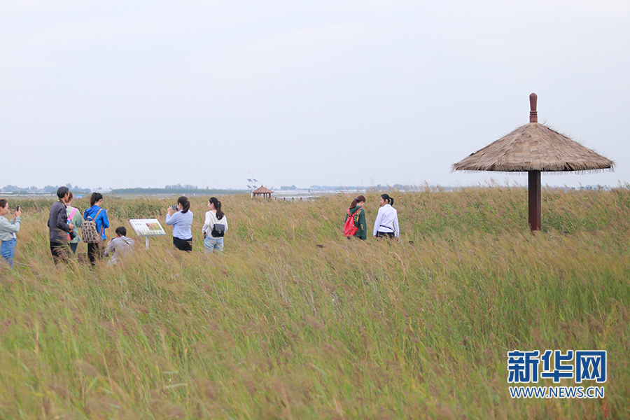 陕西大荔朝邑国际湿地公园“蝶变”：从滩涂一片到芦苇涤荡