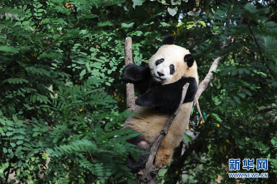 陕西：熊猫初长成