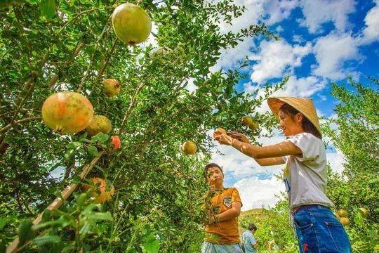 （导航攀枝花）国庆节 到攀枝花仁和参加芒果音乐节听音乐品美食