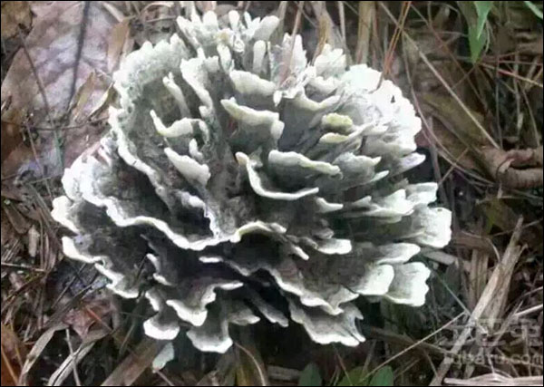 เห็ดป่ามณฑลยูนนาน