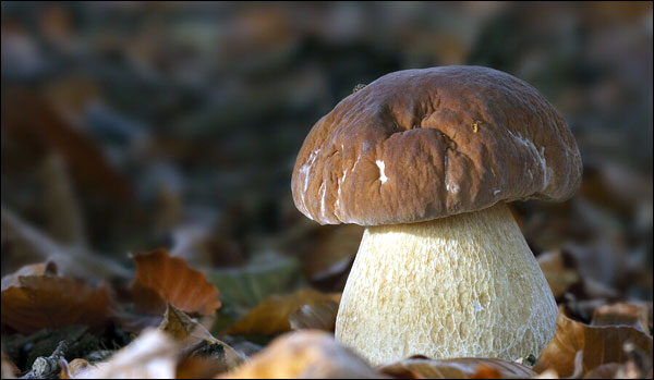 เห็ดป่ามณฑลยูนนาน