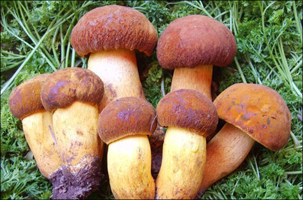 เห็ดป่ามณฑลยูนนาน