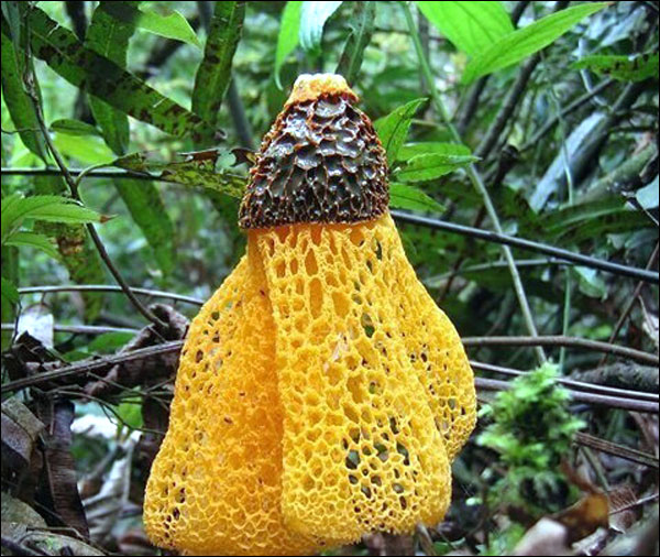 เห็ดป่ามณฑลยูนนาน