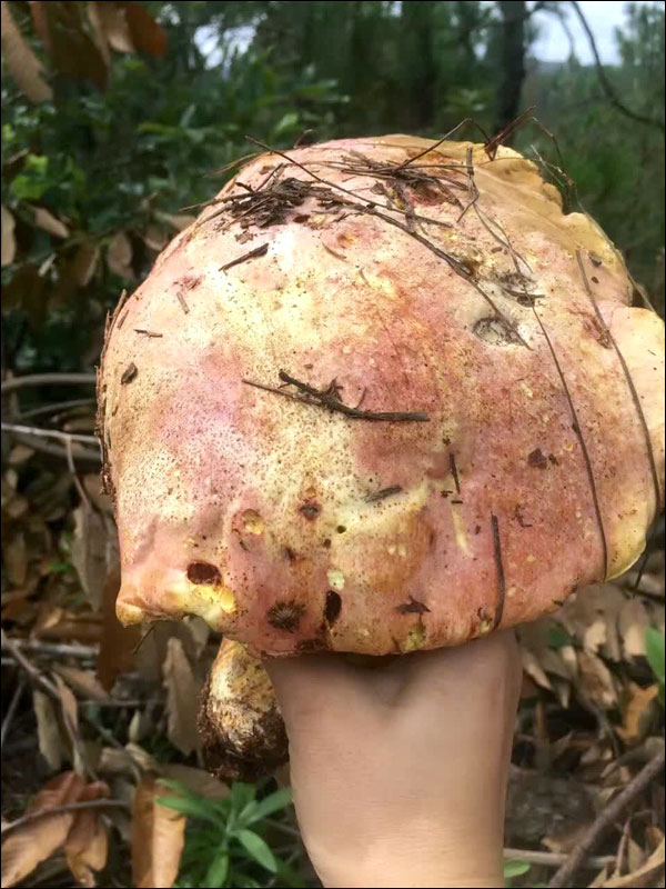 เห็ดป่ามณฑลยูนนาน