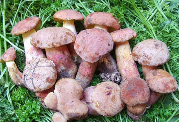 เห็ดป่ามณฑลยูนนาน