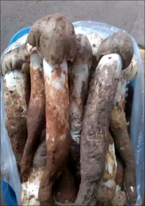 เห็ดป่ามณฑลยูนนาน