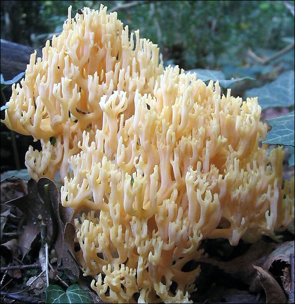 เห็ดป่ามณฑลยูนนาน