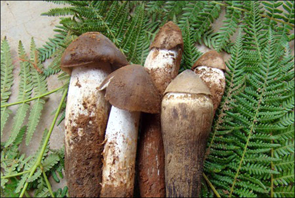 อาหารจานเด็ดจากเห็ดป่ายูนนาน