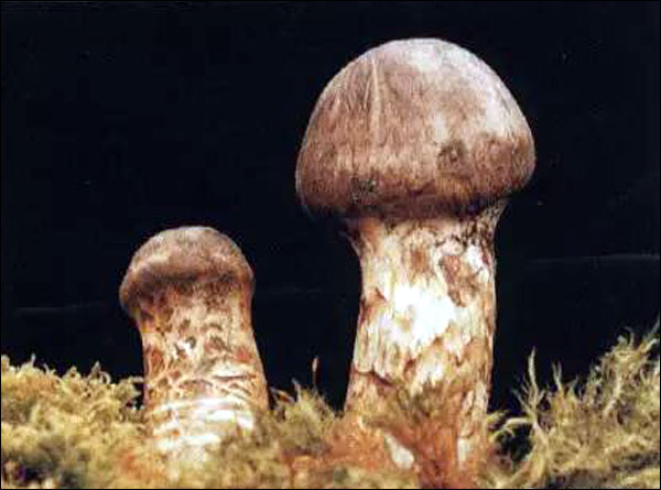 อาหารจานเด็ดจากเห็ดป่ายูนนาน