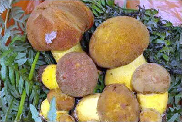 อาหารจานเด็ดจากเห็ดป่ายูนนาน