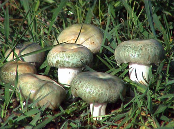 อาหารจานเด็ดจากเห็ดป่ายูนนาน