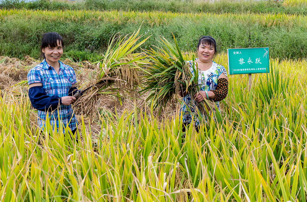 【区县联动】【南川】南川“定制水稻”丰收 农民收入增加