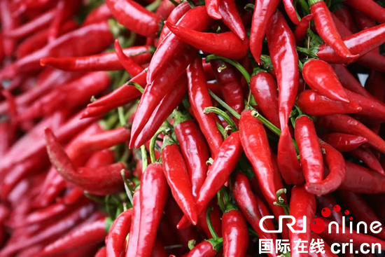 贵州铜仁思南：青杠坡的辣椒“红”了