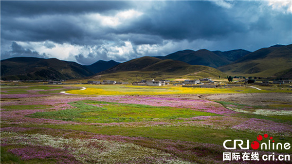 图片默认标题_fororder_1、沙化草场变壮美花海--摄影--刘斌