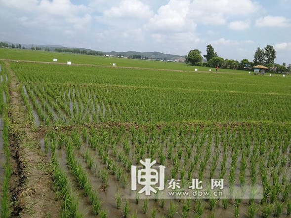 龙江“绿”变“网红” 龙江青年让水稻“听音乐 吃水果”