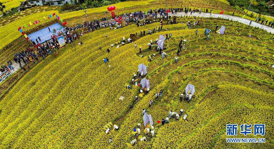 陕西安康：古梯田上的丰收打谷节