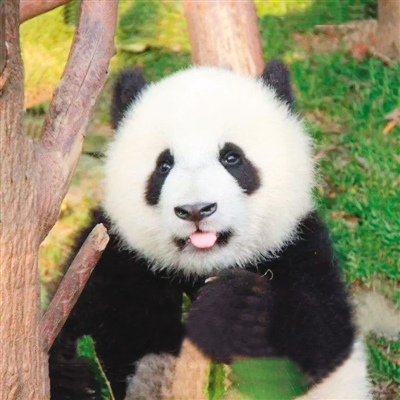中国大熊猫 萌动全世界