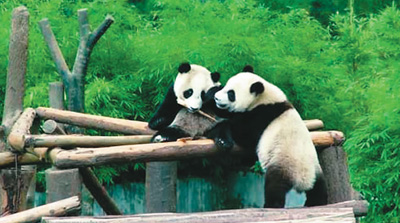 中国大熊猫 萌动全世界
