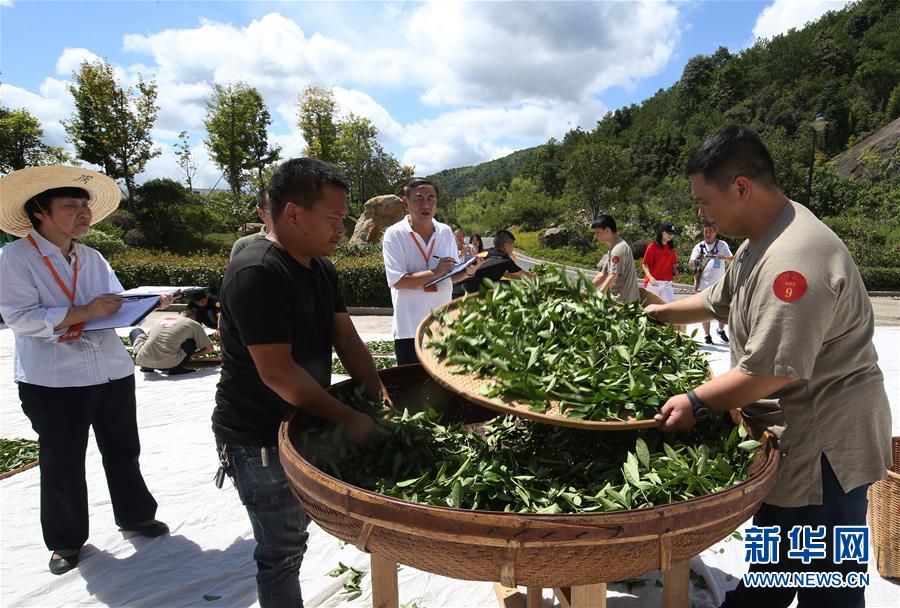 武夷山举办武夷岩茶传统技艺制茶大赛