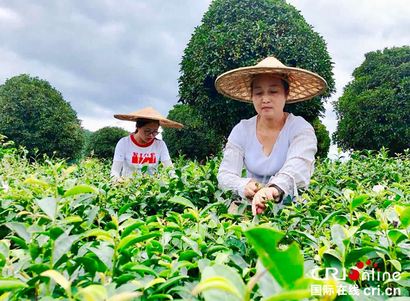 贵州铜仁思南夏秋茶采摘忙（组图）