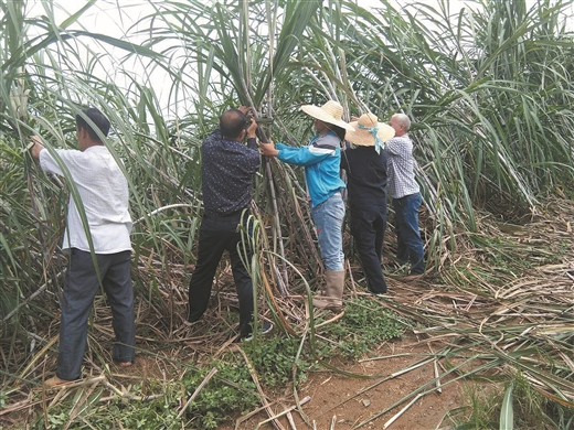 来宾：力抗“山竹” 重建家园